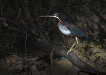 Agami Heron