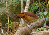 Albert's Lyrebird