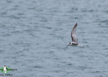 Aleutian Tern