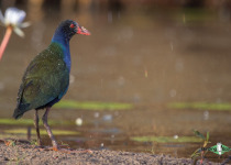 Allen's Gallinule