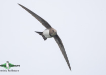 Alpine Swift
