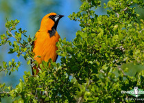 Altamira Oriole