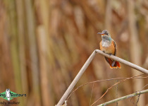 Amazilia Hummingbird