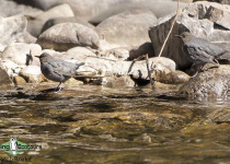 American Dipper