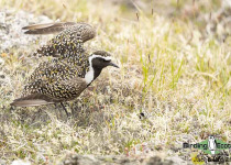 American Golden Plover