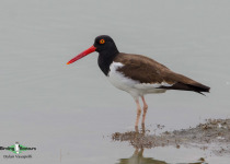 American Oystercatcher
