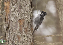 American Three-toed Woodpecker