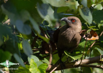 Andaman Coucal