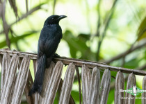 Andaman Drongo