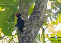 Andaman Woodpecker