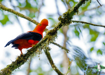 Andean Cock-of-the-rock