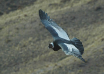 Andean Condor