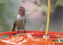 Anna's hummingbird