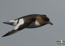 Antarctic Petrel
