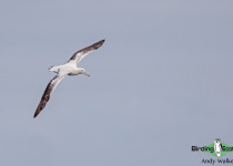 Antipodean albatross