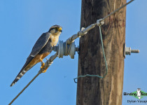 Aplomado Falcon