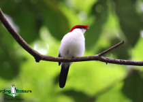 Araripe Manakin