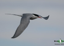 Arctic Tern