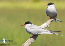 Arctic Tern