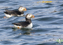 Atlantic Puffin