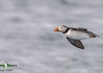 Atlantic Puffin