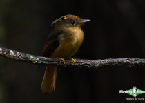 Atlantic Royal Flycatcher