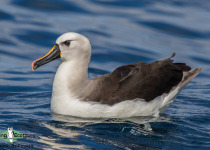 Atlantic yellow-nosed albatross