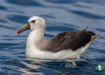 Atlantic yellow-nosed albatross