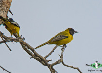 Audubon's Oriole