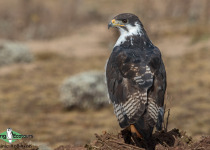 Augur Buzzard