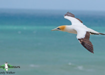 Australasian gannet