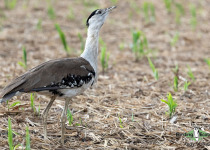 Australian Bustard