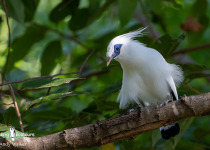 Bali Myna