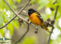 Baltimore Oriole
