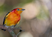 Band-tailed Manakin