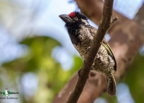 Banded Barbet