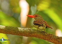 Banded Kingfisher
