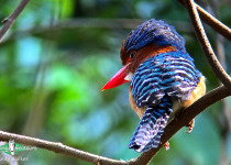 Banded Kingfisher