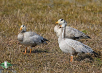 Bar-headed Goose