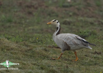 Bar-headed Goose