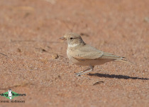 Bar-tailed Lark