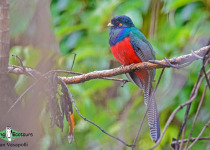 Bar-tailed Trogon