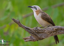 Bare-cheeked Babbler