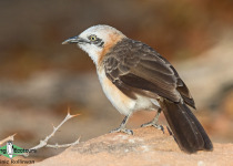Bare-cheeked Babbler