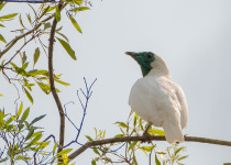 Bare-throated Bellbird