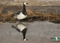 Barnacle Goose