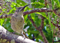 Barred Honeyeater