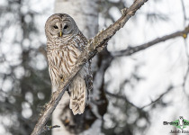 Barred Owl