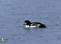 Barrow's goldeneye