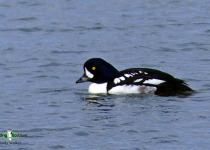 Barrow's goldeneye